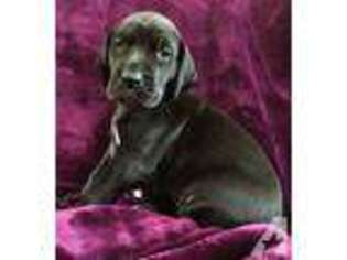 Great Dane Puppy for sale in CHENEY, WA, USA