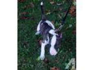 Bull Terrier Puppy for sale in JACKSON, MI, USA
