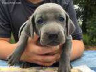 Weimaraner Puppy for sale in Jay, OK, USA