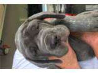Neapolitan Mastiff Puppy for sale in Saint Louis, MO, USA
