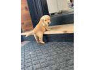 Golden Retriever Puppy for sale in Remsen, IA, USA