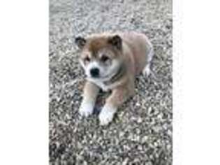 Shiba Inu Puppy for sale in Kenton, OH, USA