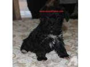 Mutt Puppy for sale in ELIZABETHTOWN, KY, USA