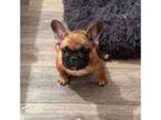 French Bulldog Puppy for sale in Norwalk, OH, USA