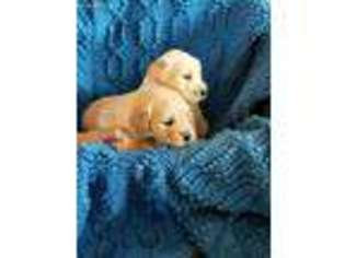 Golden Retriever Puppy for sale in Lowell, MI, USA