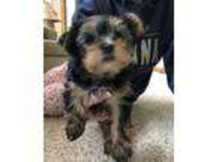 Yorkshire Terrier Puppy for sale in Freeland, MI, USA