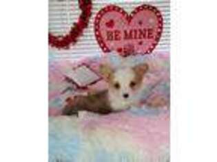 Pembroke Welsh Corgi Puppy for sale in Pine Bush, NY, USA
