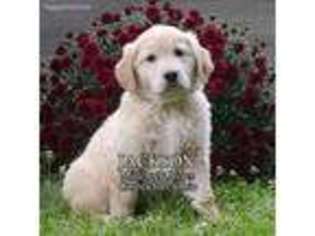Golden Retriever Puppy for sale in Fresno, OH, USA