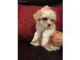 Maltese Puppy for sale in Spokane, WA, USA