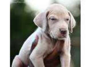 Great Dane Puppy for sale in Taylorsville, NC, USA