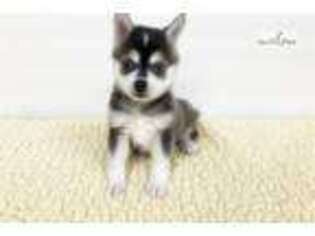 Medium Photo #1 Alaskan Klee Kai Puppy For Sale in New York, NY, USA