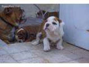 Bulldog Puppy for sale in Montebello, CA, USA