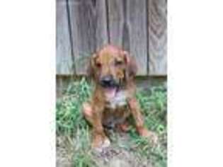 Rhodesian Ridgeback Puppy for sale in Willis, TX, USA