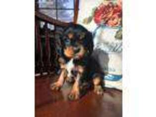 Cavalier King Charles Spaniel Puppy for sale in Moravia, NY, USA