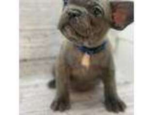 French Bulldog Puppy for sale in Winchester, KY, USA