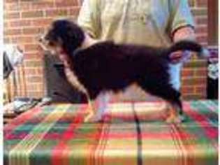 Border Collie Puppy for sale in Concord, VA, USA