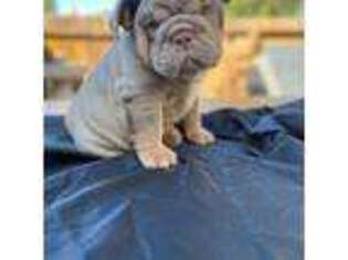 Bulldog Puppy for sale in Livermore, CA, USA