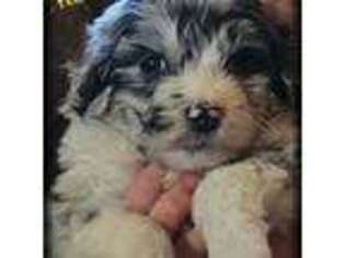Mutt Puppy for sale in Mount Clare, WV, USA