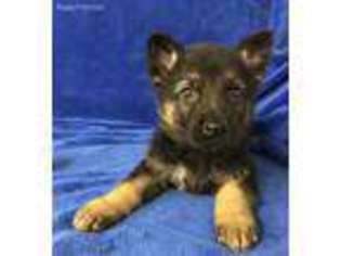 German Shepherd Dog Puppy for sale in Dallas, NC, USA