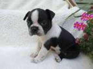 Boston Terrier Puppy for sale in Myerstown, PA, USA