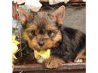 Yorkshire Terrier Puppy for sale in Wisner, LA, USA