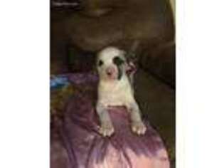 American Bulldog Puppy for sale in Sandy, OR, USA