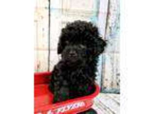 Shih-Poo Puppy for sale in Cornelia, GA, USA