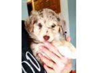 Mutt Puppy for sale in Kewaskum, WI, USA