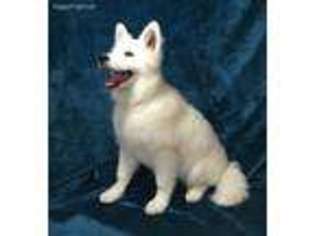 Samoyed Puppy for sale in Brush Prairie, WA, USA