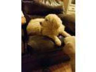 Golden Retriever Puppy for sale in Trenton, TN, USA
