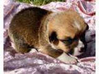 Pembroke Welsh Corgi Puppy for sale in Wapanucka, OK, USA