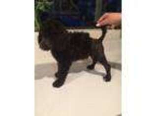 Portuguese Water Dog Puppy for sale in Mesa, AZ, USA