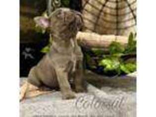 French Bulldog Puppy for sale in Bullard, TX, USA