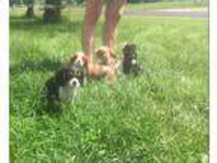 Cavalier King Charles Spaniel Puppy for sale in Falmouth, MI, USA