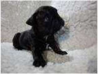 French Bulldog Puppy for sale in Camborne, Cornwall (England), United Kingdom