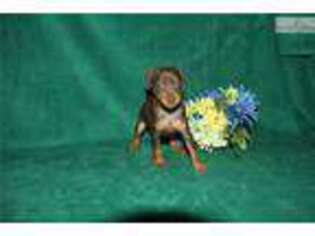 Miniature Pinscher Puppy for sale in Blacksburg, VA, USA