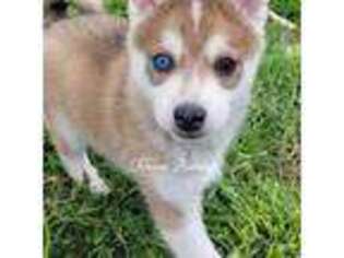 Alaskan Klee Kai Puppy for sale in Grand Rapids, MI, USA