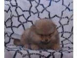 Pomeranian Puppy for sale in Newport, PA, USA