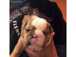 Bulldog Puppy for sale in East Waterford, PA, USA