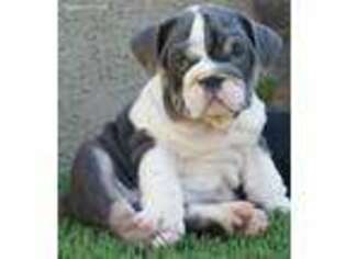 Bulldog Puppy for sale in Floresville, TX, USA