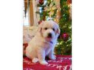 Great Pyrenees Puppy for sale in Boise, ID, USA