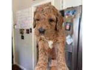 Australian Labradoodle Puppy for sale in Redding, CA, USA