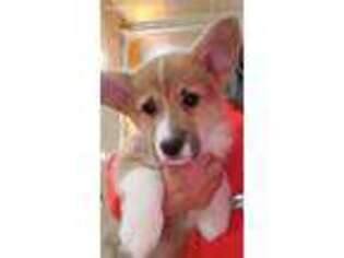 Pembroke Welsh Corgi Puppy for sale in Grand Ledge, MI, USA
