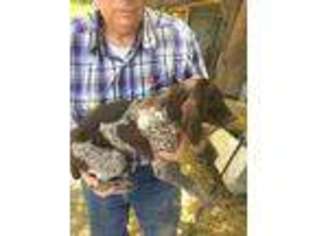 German Shorthaired Pointer Puppy for sale in Montrose, CO, USA