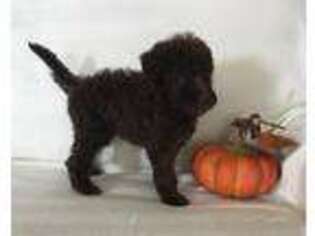 Labradoodle Puppy for sale in Gulf Shores, AL, USA
