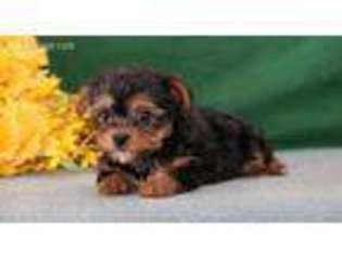 Yorkshire Terrier Puppy for sale in Strasburg, PA, USA