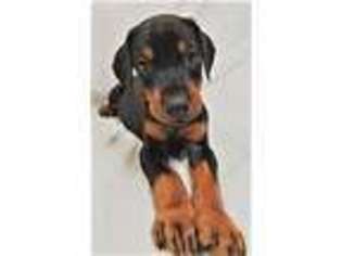 Doberman Pinscher Puppy for sale in Mooresville, NC, USA