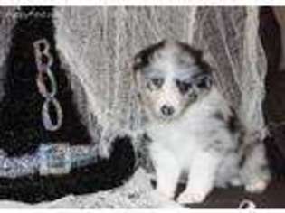 Border Collie Puppy for sale in Carlsbad, NM, USA