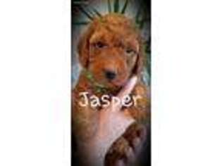 Labradoodle Puppy for sale in Richland, PA, USA