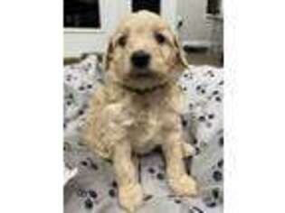 Goldendoodle Puppy for sale in Sanford, NC, USA